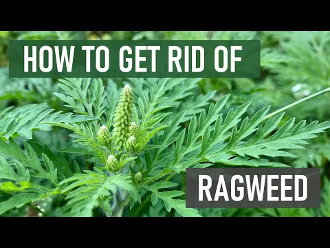 Ragweed를 제거하는 방법(집 주변의 알레르기 방지 및 꽃가루 줄이기)