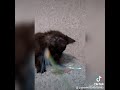 черный дымный котик мейн-кун