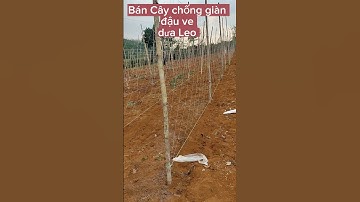 #shots cách làm giàn đậu ve dưa Leo đơn giản nhất