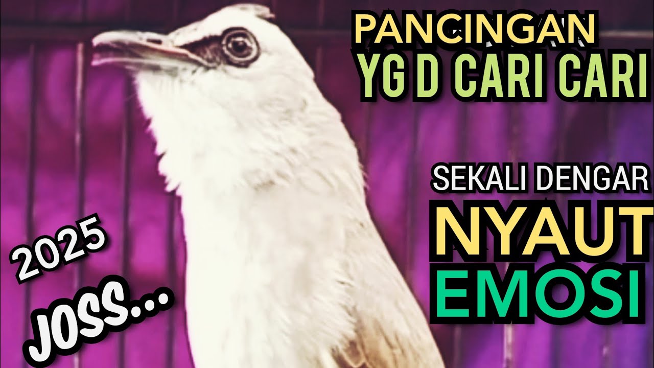 Suara Trucukan TERBAIK YG D SUKAI LAWAN ‼️ SEKALI PUTAR SEMUA TRUCUKAN NYAUT NGROPEL MENDENGAR NYA