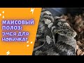 Маисовый полоз. Змея для новичка?