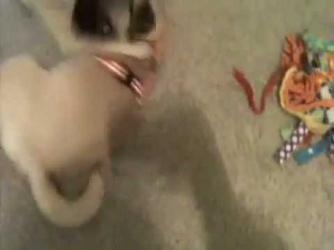 arlington-dog-walker---guava-11/4/11