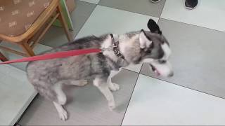 Хаски Лейла и котик Анфиса в клинике Хаски Лейла и котик Анфиса в клинике