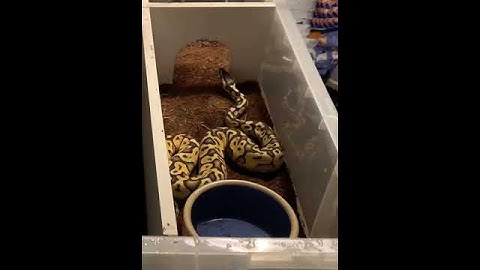 Snake feeding! #snake #python #snakefeeding #trending #feeding #pets #fyp #mouse #foodtime #petfun