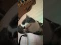 Moonie is in his SoundCloud era😄🌎 #cat #kitten #music #guitar #indiemusic