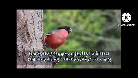 سورة المزمل أجمل تلاوة ستجعلك تعيدها أكثر من مرة