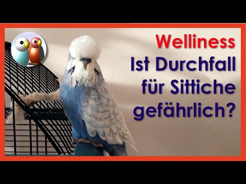 Video: Wie Man Durchfall Bei Einem Papagei Behandelt