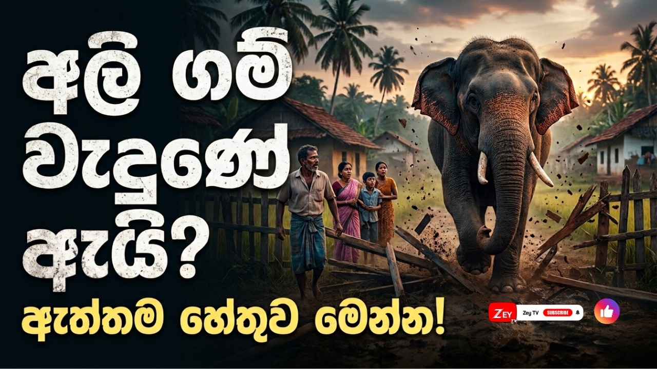 අලි ගම් වැදුණේ ඇයි ? | ©Zey TV- All Rights Reserved ® | Zey TV