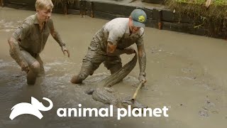 La complicada misión de atrapar cocodrilos en el lodo | Los Irwin | Animal Planet