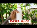 Rasta Farming in Jamaica