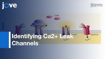 Live Cell Calcium Imaging Combined With siRNA Mediated Gene Silencing l Protocol Preview