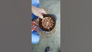 Очистка абрикосовой косточки