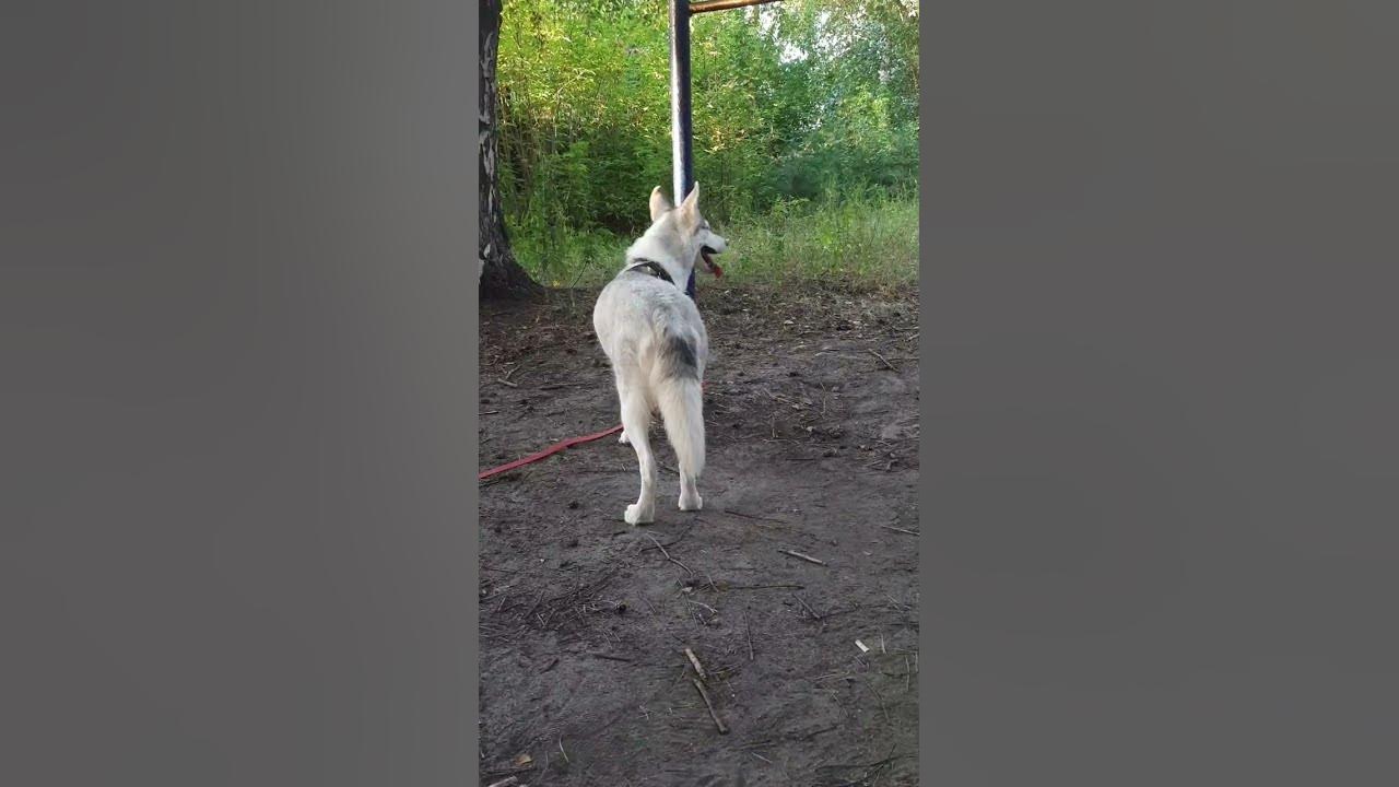 Выпусти меня погулять. Хаски гуляет. Хаски палевый на поводке. ЗСЛ Вовик с Туруханского края. Хаски гуляют без поводка.