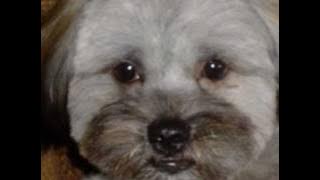 ronnie aldrich - I wish you love