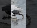 Too Big to Swallow  #wildlife #greatblueheron