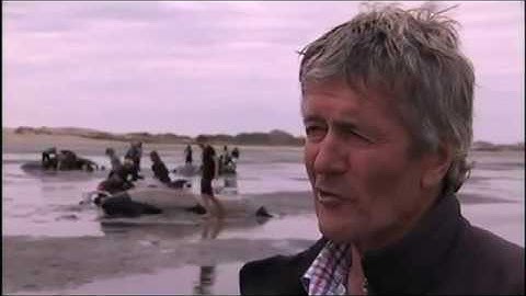 Hundreds of whales dead in massive New Zealand stranding