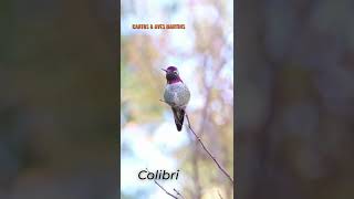 Colibri Cantando Espécie Calypte Anna #shorts