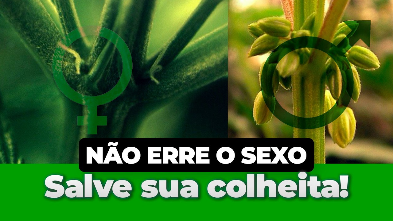 Como Identificar Macho e Fêmea da Cannabis | Evite Erros no Cultivo Indoor