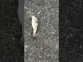 やたら重いと思ったら、大きな赤目フグ。外道魚も冬季は高級魚に変身返信し、重宝されます。これ１匹で5,000円は余裕で超えます。