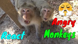 Couple of Monkeys React Angry When Being Filmed By Human | Viral Monkey