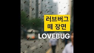 러브버그와 기후변화 이슈