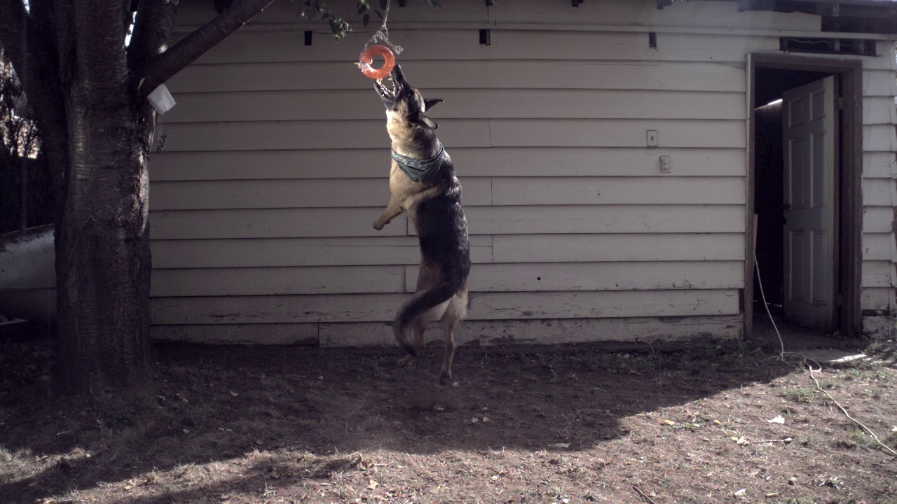 Video shows excited German shepherd jump into box of pet toys to pick one  out - ABC7 Los Angeles