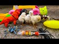 Jouez à Une Poussette Avec Des Poussins Mignons Des Tortues Des Chiens Partie 178 
