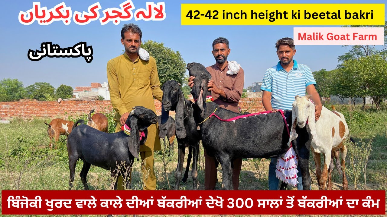 Binjoki Khurd wale kale gujjar diya bakriya || Malik Goat Farm (Malerkotla Punjab) 