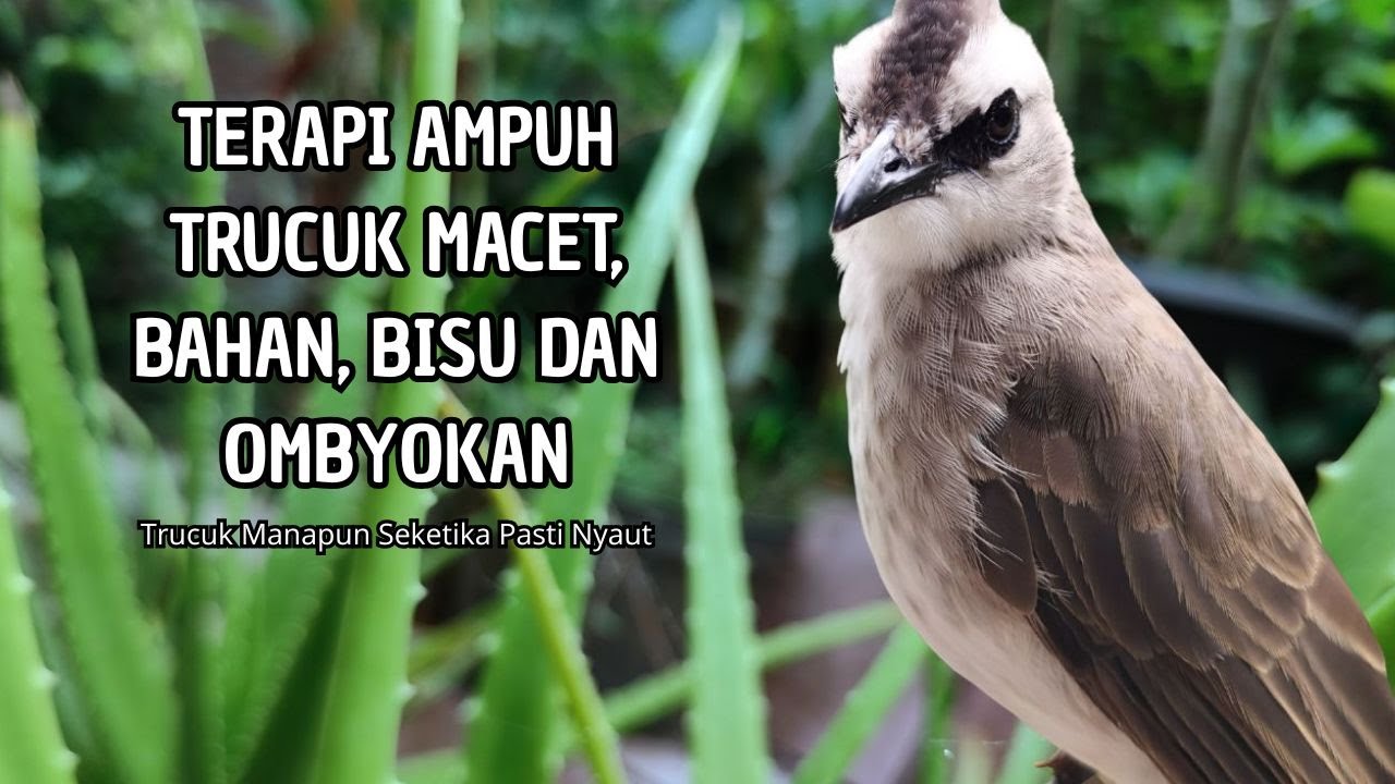 Trucukan GACOR ngalas ROPEL PANJANG suara alam AMPUH buat pancingan jadikan trucuk Gacor GARUDA