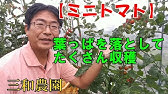 家庭菜園の害虫 トマトの葉に白い線が現れる原因は 病気 害虫 栄養不足 日焼け 特徴的な痕跡で初心者でもラクラク診断 Youtube 家庭菜園の害虫 トマトの葉に白い線が現れる原因は 病気 害虫 栄養不足 日焼け 特徴的な痕跡で初心者でもラクラク診断 Youtube