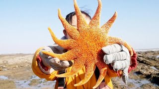 Xiaozhang Caught The 11-Legged SUN Starfish, Excited!（Catch the sea）