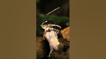 Rắn chàm quạp săn mồi | @thegioiran