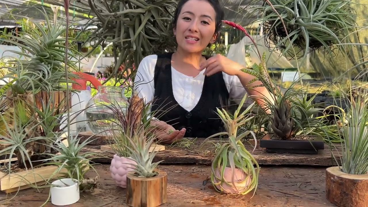 PLANTAS DE FÁCIL CUIDADO/ TILLANDSIAS