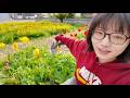 業餘的花園大改造！日本路人登看了直呼「大変😭！」
