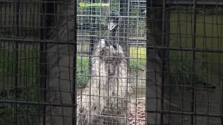 【東山動植物園公式】エミューの鳴き声　その①《 エミュー 》