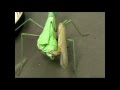 Male Mantis still can mating without head