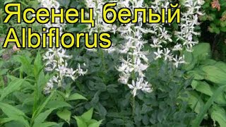 Ясенец белый Альбифлорус. Краткий обзор, описание характеристик dictamnus albus Albiflorus Ясенец белый Альбифлорус. Краткий обзор, описание характеристик dictamnus albus Albiflorus