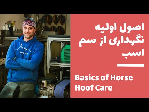 ۵ نکته جالب درباره سم اسب که نمی دانستید