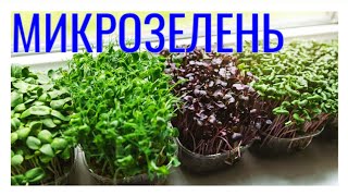 Микрозелень На Подоконнике. 236