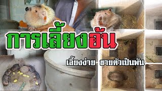 การเลี้ยงอ้น | เลี้ยงง่าย ขายตัวเป็นพัน |