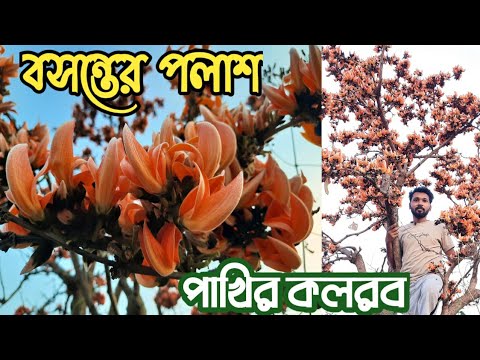 ভিডিও: রাশিয়ার সর্বাধিক জনপ্রিয় বসন্ত ফুলের বাল্বস গাছগুলি