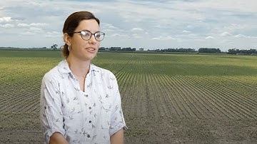 Managing Iron Deficiency Chlorosis (IDC) in Soybeans