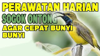 Rawatan harian sogok ontong agar cepat bunyi dan gacor