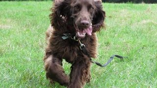 Toby - Sprocker Spaniel - 3 Week Residential Dog Training