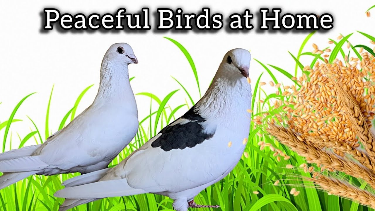 Peaceful Birds at Home | Pigeons & Sparrows Eating Together