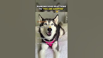 Telling Dogs They