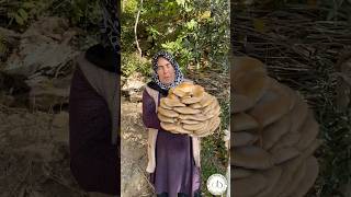 Dünyanın En Büyük Mantarı