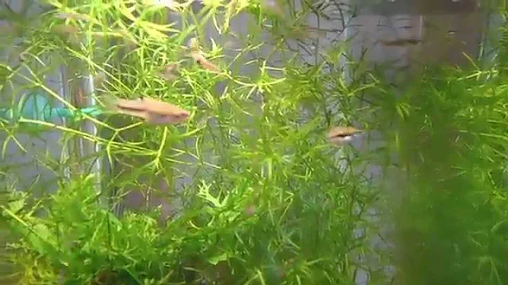 Endlers