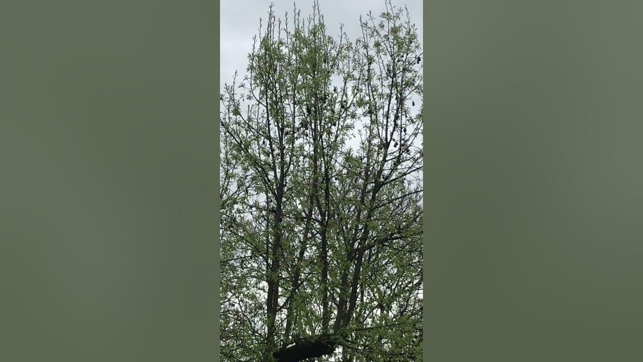 Воздушная тревога севастополь. Воздушная тревога в волжском сегодня. Воздушная тревога омск. Воздушная тревога в волжском сегодня. Воздушная тревога в ростове на дону.