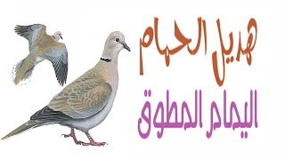 أصوات جميلة ورائعة لطائر اليمام المطوق  سبحان الخالق العظيم voice of the dove